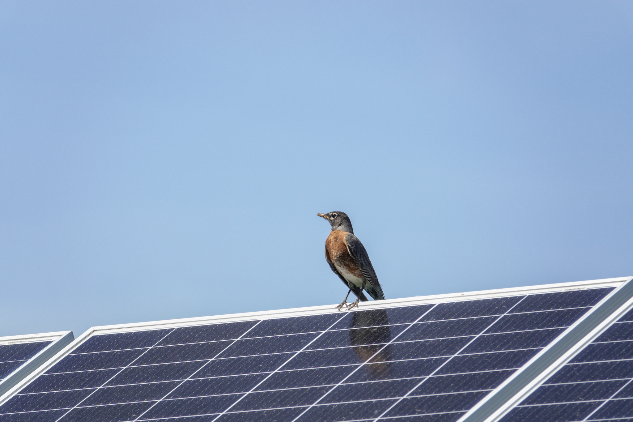 solar-panel-kus
